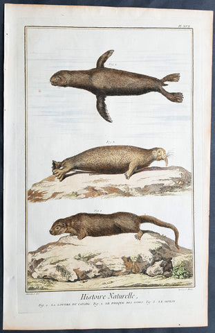 1798 Comte De Buffon Large Antique Print Canadian Otter East Indies Seal Sealion