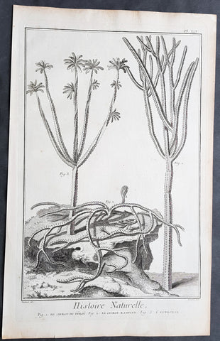 1774 Comte De Buffon Large Antique Print of Various American Cactus