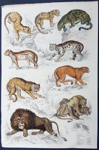 1825 Captain Thomas Brown Antique Print of Cats - Lions, Puma, Tiger, Leopard...