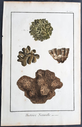 1798 Comte De Buffon Large Antique Print of Various Types of Corals