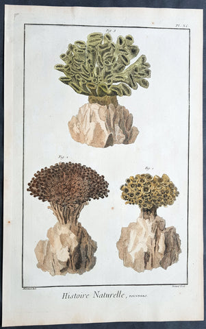 1798 Comte De Buffon Large Antique Print of Various Types of Corals