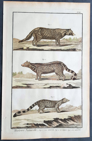 1753 Comte De Buffon Large Antique Print Mammals of Civet, Genet & Zibet Cats