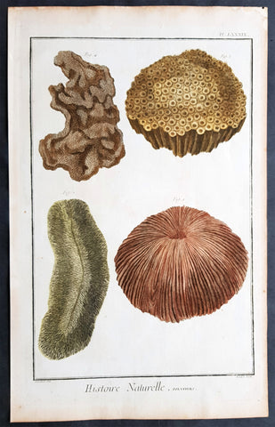 1798 Comte De Buffon Large Antique Print of Various Different Types of Corals