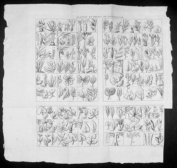 1755 Prevost & Schley Antique Print of Plants, Fruits & Flowers of Madagascar