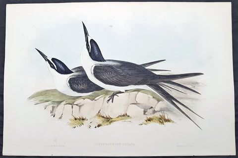 1840-48 John Gould Antique Print Birds of Australia....Bridled Tern...Sea Bird