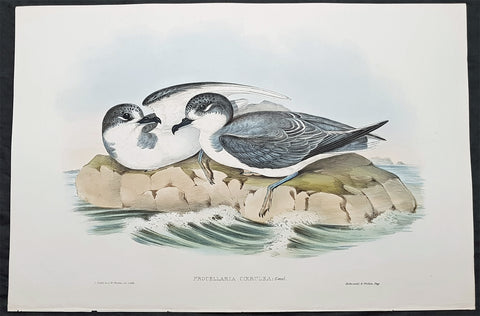 1840-48 John Gould Antique Print Birds of Australia....Blue Petrel...Sea Bird