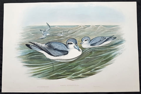 1840-48 John Gould Antique Print Birds of Australia Broad Billed Prion, Sea Bird