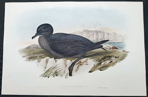 1840-48 J Gould Antique Print Birds of Australia Short Tailed Petrel or Mutton Bird