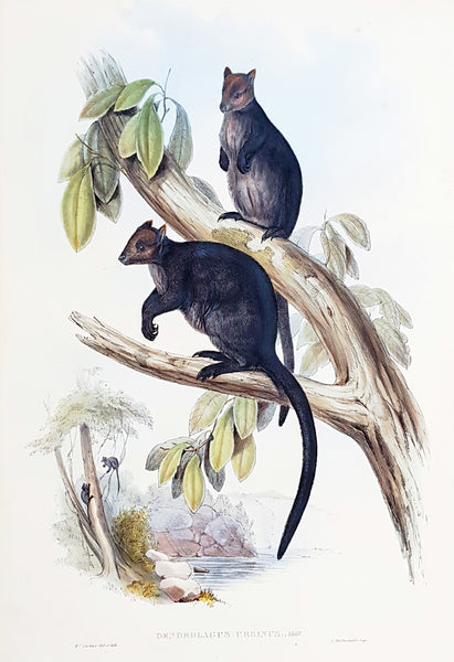 1845-63 John Gould Large Antique Print The Mammals of Australia - Tree Kangaroo