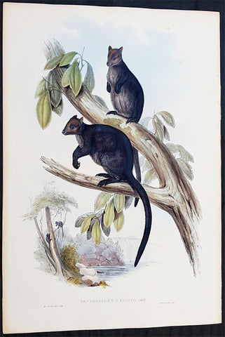 1845-63 John Gould Large Antique Print The Mammals of Australia - Tree Kangaroo