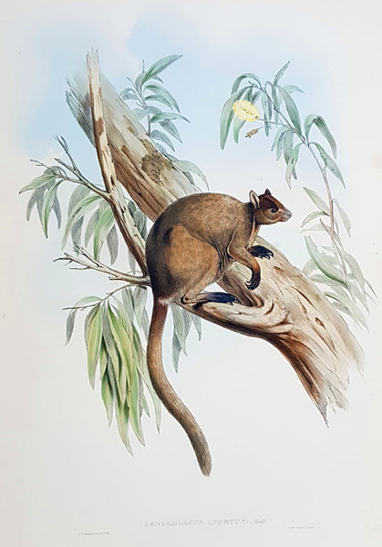1845-63 John Gould Large Antique Print of Tree Kangaroo The Mammals of Australia