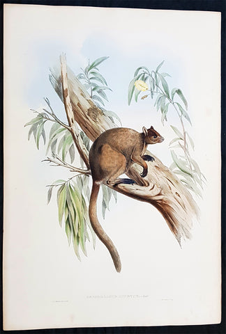1845-63 John Gould Large Antique Print of Tree Kangaroo The Mammals of Australia