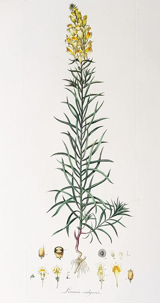 1777 W. Curtis Large Antique Botanical Print of Linaria Vulgaris Yellow Toadflax