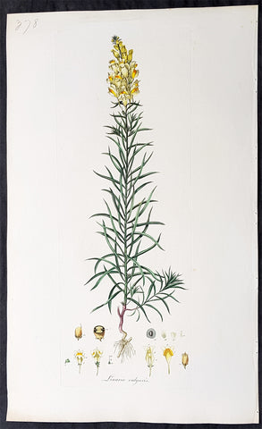 1777 W. Curtis Large Antique Botanical Print of Linaria Vulgaris Yellow Toadflax