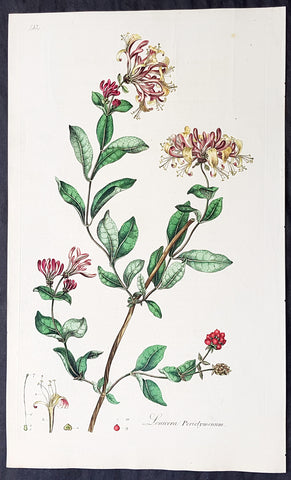 1777 W. Curtis Large Antique Botanical Print Lonicera Periclymenum - Honeysuckle