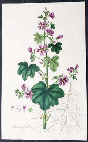 1777 W. Curtis Large Antique Botanical Print of Malva Sylvestris - Common Mallow