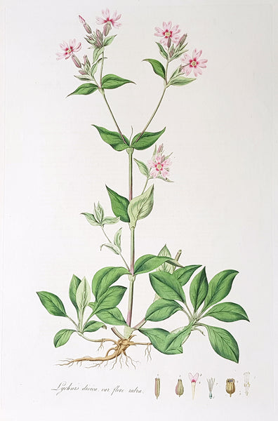1777 W. Curtis Large Antique Botanical Print of Lychnis Dioica - Red Campion