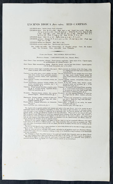 1777 W. Curtis Large Antique Botanical Print of Lychnis Dioica - Red Campion
