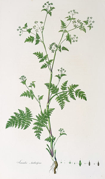 1777 W. Curtis Large Antique Botanical Print of Scandix Anthriscus Rough Chervil