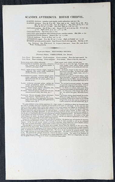 1777 W. Curtis Large Antique Botanical Print of Scandix Anthriscus Rough Chervil