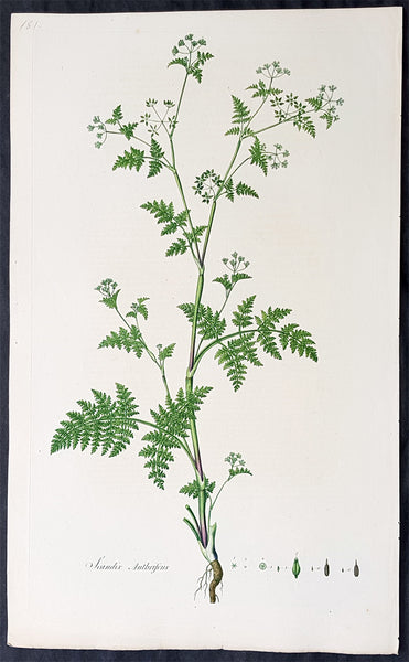 1777 W. Curtis Large Antique Botanical Print of Scandix Anthriscus Rough Chervil