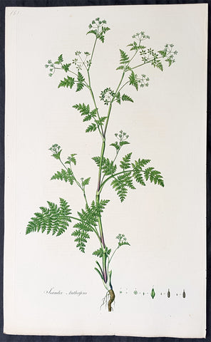 1777 W. Curtis Large Antique Botanical Print of Scandix Anthriscus Rough Chervil
