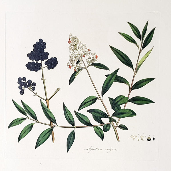 1777 W. Curtis Large Antique Botanical Print of Ligustrum vulgare or Privet Bush