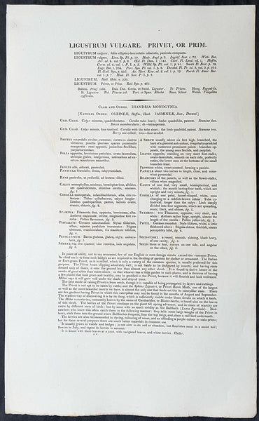 1777 W. Curtis Large Antique Botanical Print of Ligustrum vulgare or Privet Bush