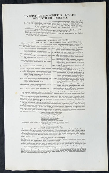 1777 W. Curtis Large Antique Botanical Print of Hyacinthus Non-Scriptus Bluebell