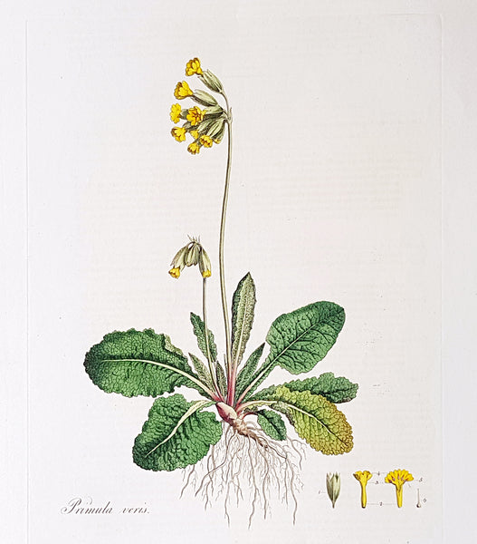 1777 W. Curtis Large Antique Botanical Print of Primula Veris,The Common Cowslip