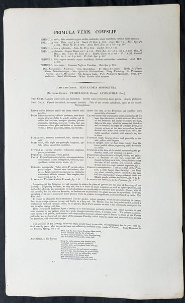 1777 W. Curtis Large Antique Botanical Print of Primula Veris,The Common Cowslip