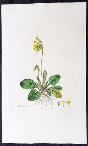 1777 W. Curtis Large Antique Botanical Print of Primula Veris,The Common Cowslip