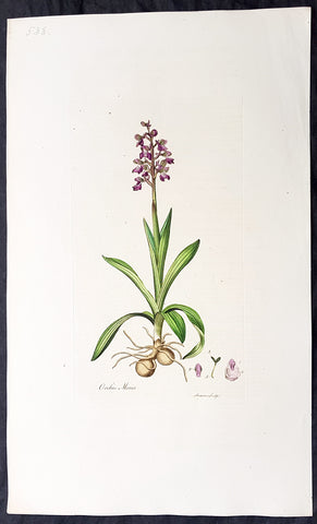 1777 W. Curtis Large Antique Botanical Print of The Green Winged Orchid
