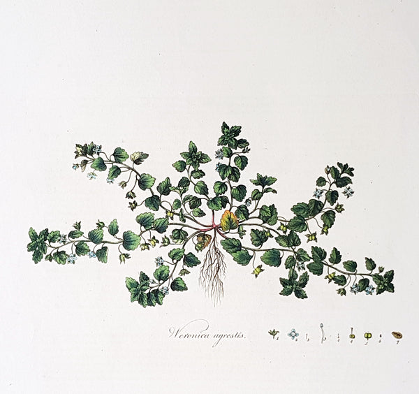 1777 William Curtis Large Antique Botanical Print of The Green Field-Speedwell