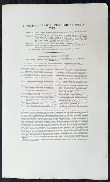 1777 William Curtis Large Antique Botanical Print of The Green Field-Speedwell
