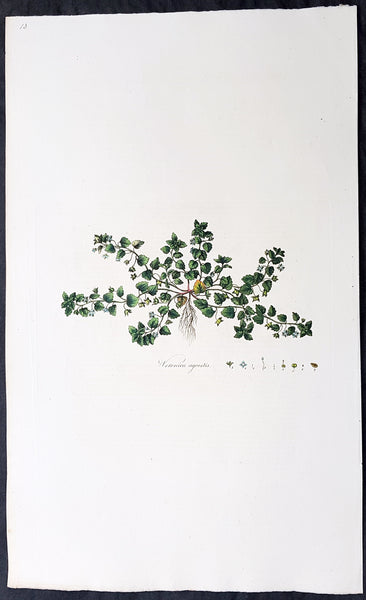 1777 William Curtis Large Antique Botanical Print of The Green Field-Speedwell