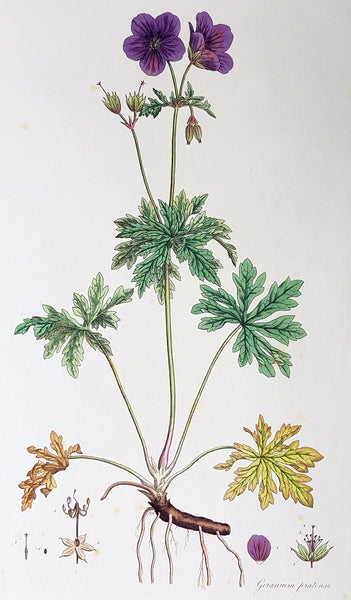 1777 W. Curtis Large Antique Botanical Print Geranium Pratense, Meadow Geranium
