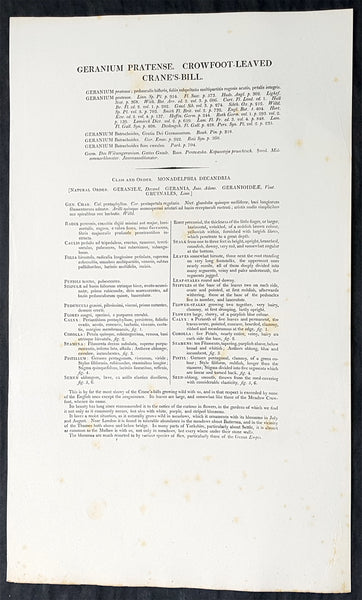 1777 W. Curtis Large Antique Botanical Print Geranium Pratense, Meadow Geranium