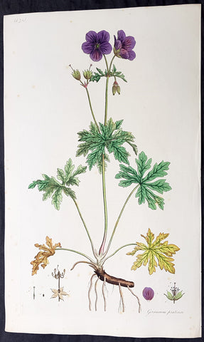 1777 W. Curtis Large Antique Botanical Print Geranium Pratense, Meadow Geranium