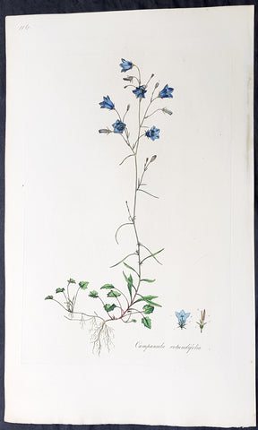 1777 W. Curtis Large Antique Botanical Print Campanula rotundifolia - Bluebell